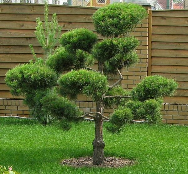 Garden version of bonsai requires the removal of the main shoots and large branches. This will give the tree the necessary look