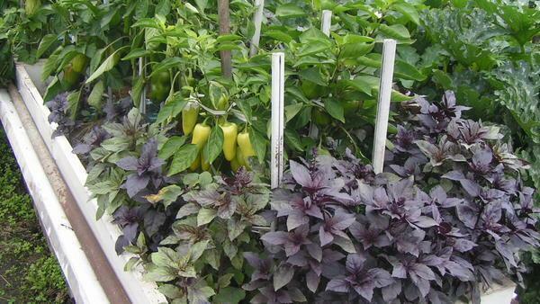 Cara terbaik adalah untuk rumah kaca yang digunakan untuk satu jenis tanaman, tetapi ada tanaman yang bisa tumbuh di lingkungan