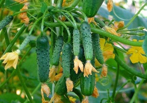 There is a huge number of varieties of cucumbers, which is better to choose at their own discretion