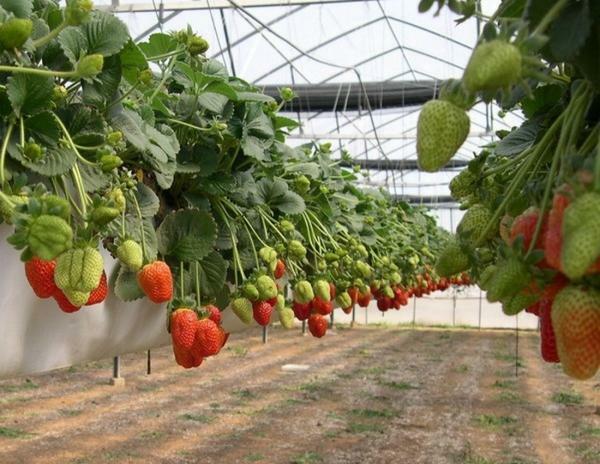 Køb selvbestøvede sorter af jordbær kan være online eller i butik for grøntsagsdyrkning