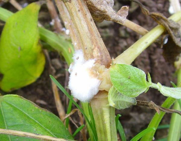 A fairly popular disease that may affect cucumbers is white rot