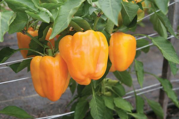 Pick a variety of pepper to take into account the climatic zone of cultivation