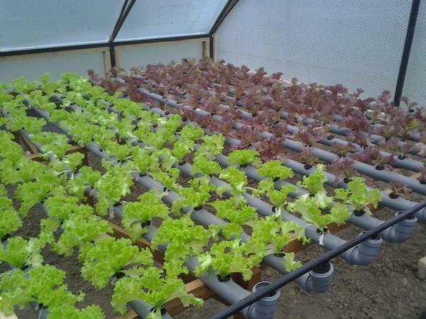 A beautiful and rich crop is obtained by using hydroponics for growing a salad