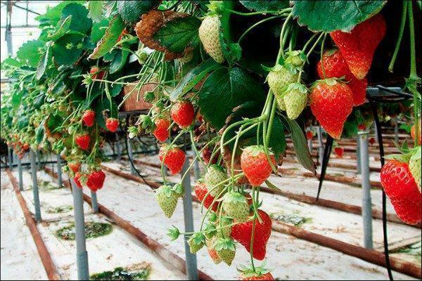 Til drivhus dyrkning af jordbær nødt til at vælge klogt klasse