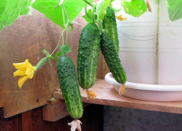 Cucumbers grown on the balcony, it is necessary to tie up