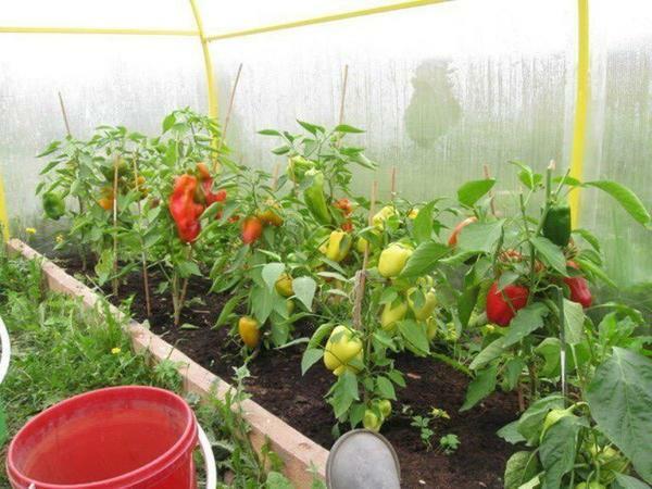 The temperature in the greenhouse for all vegetables should be comfortable