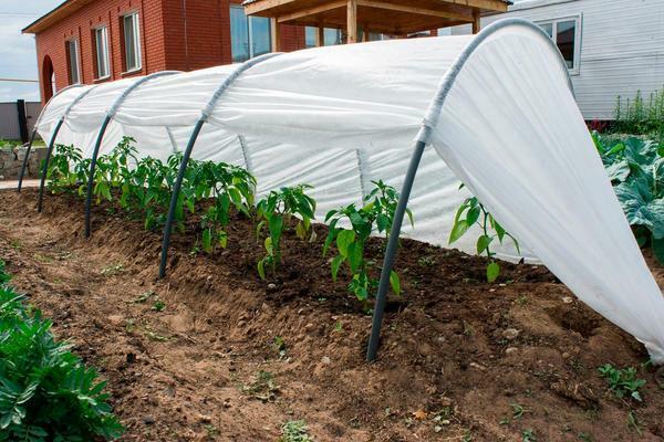 Install a convenient greenhouse of 8 meters is entirely possible by yourself, if you follow the instructions and advice of professionals in detail