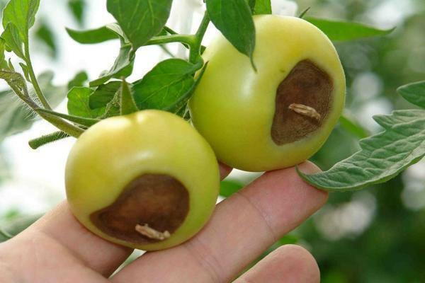 Vertex rot, as a rule, is characterized by the appearance of brown spots on tomatoes