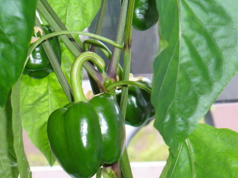 How to pepper the peppers in the greenhouse video: the formation of bushes, the proper care for polycarbonate, the formation