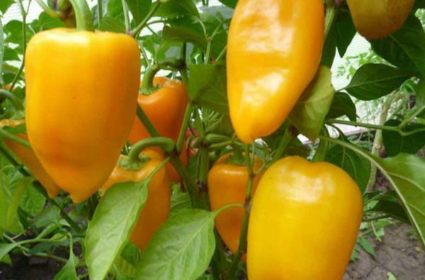 Udover tomater i drivhuset kan dyrkes peberfrugter