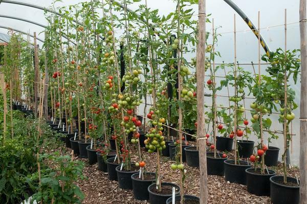 Indien mogelijk, kunt u elke tomaat plaatsen in een aparte container