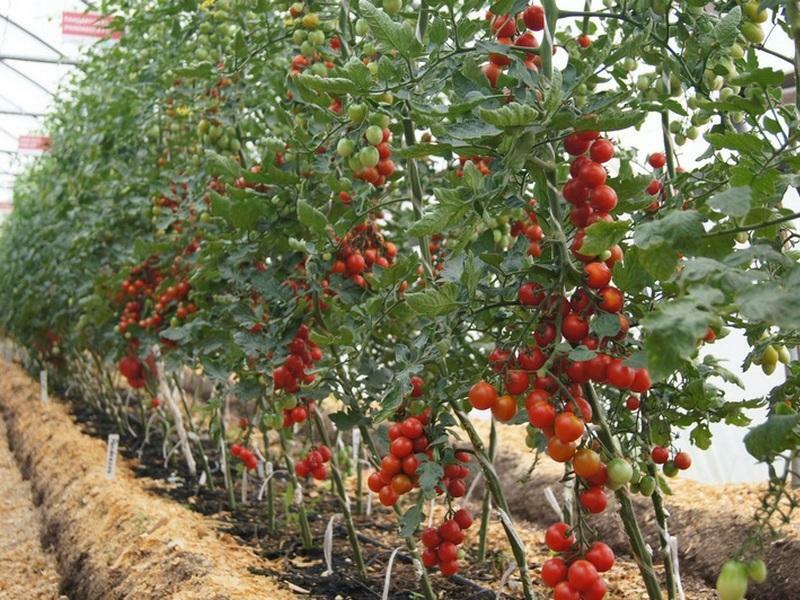 Ubestemte tomat varianter for veksthus: besluttede best tomater, poludeterminantnye og superdeterminantnye