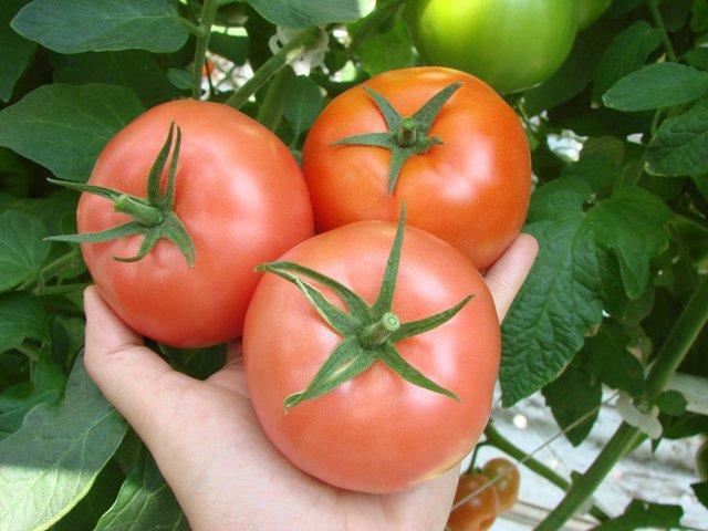 Tomaten groeien in kassen nogal lastig