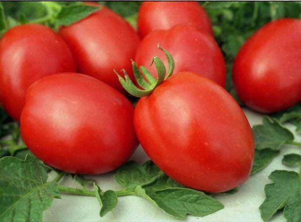 Barao De tomater är perfekta för att odla i Sibirien