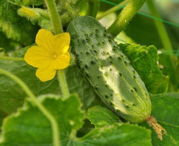 Komkommers naar Siberië in een kas de beste rassen: wat zijn de meest vruchtbare, goede zaden voor de buitenwijken, Herman Beam