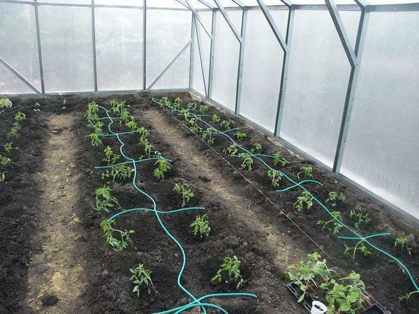 To install the irrigation system in a greenhouse is quite possible without the help of specialists