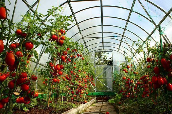 Ketika tumbuh tomat di rumah kaca dan mengikat mereka dianjurkan untuk mulsa