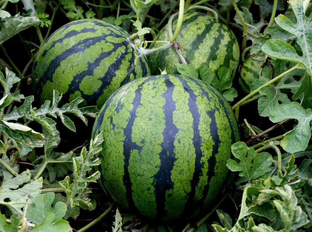 Groeiende watermeloen in de Oeral is heel vertrouwd tijdverdrijf voor de lokale bevolking