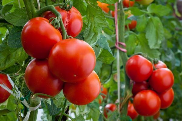 Para acelerar la maduración de los tomates en el invernadero, las plantas deben ser alimentados