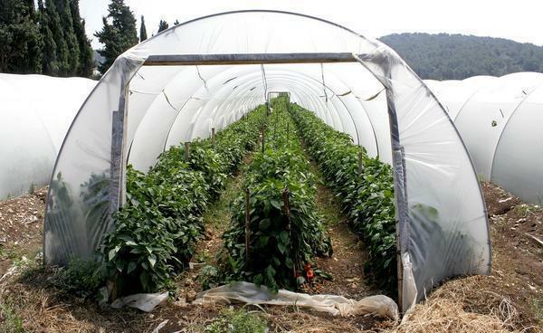 Make a greenhouse without spending a lot of financial resources, you can from wooden boards and films