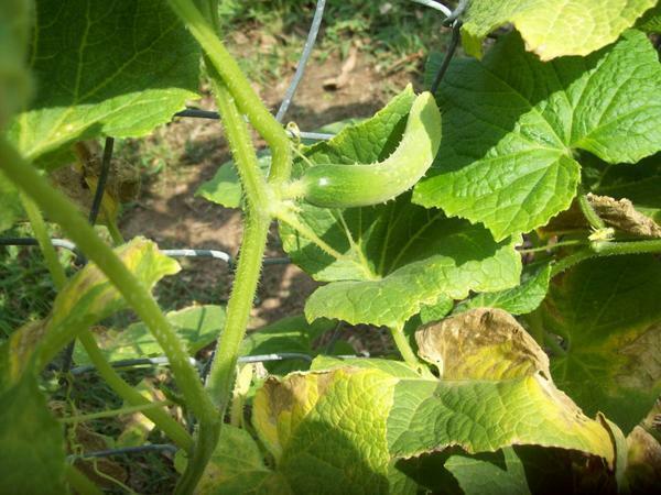 If the cucumbers are curled leaves, then they can hurt