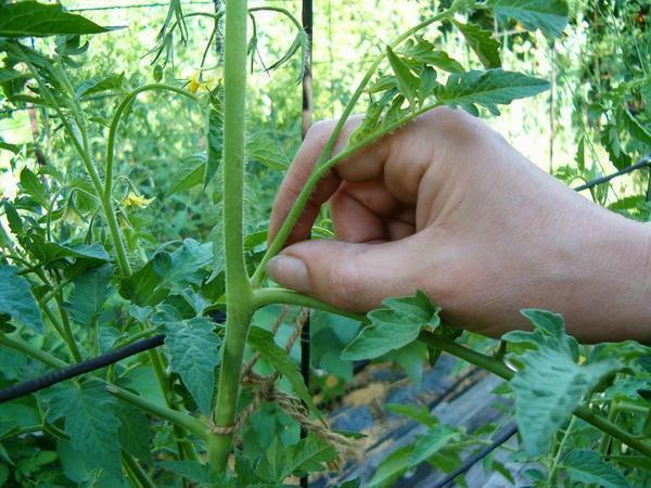 På tomater på pasynkovanii grund til at forlade stub, så dette sted vil ikke vokse nye stedsøn