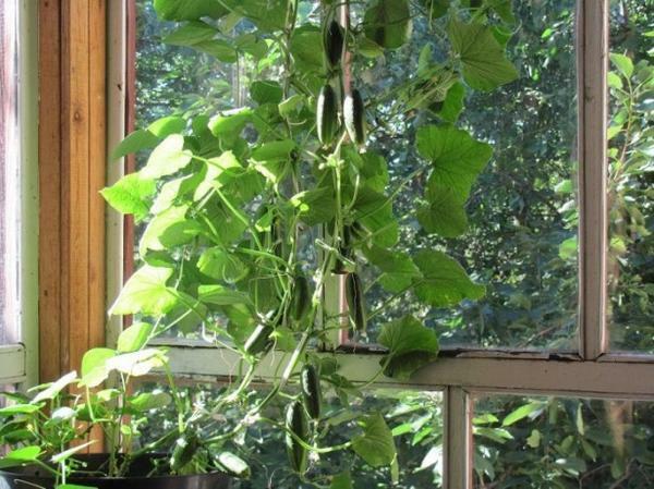 Technologies of year-round cultivation of cucumbers at home have long been tested