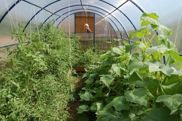 Cucumbers in a greenhouse are recommended to be planted at a distance from other plant cultures. They get along well in one greenhouse with tomatoes