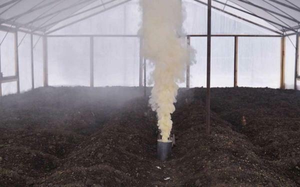 Sulfur grenade for a greenhouse made of polycarbonate: processed, processed, for use in the spring, smokehouse fumigation