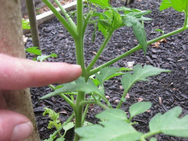 For each type of tomatoes should be removed a different number of shoots, depending on their number
