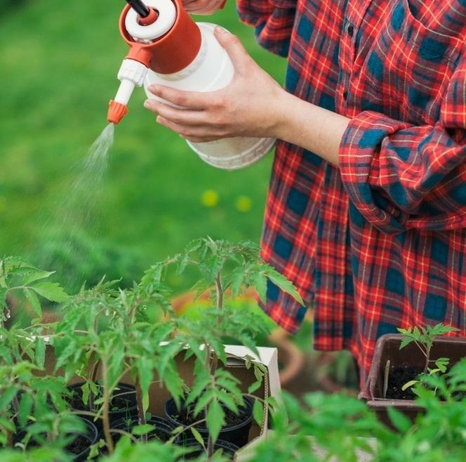 Pogrešna za rajčice skrbi može dovesti do Phvtophtora u biljkama