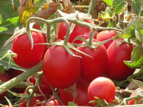 varietà di pomodoro per le regioni con una breve periodi caldi hanno caratteristiche proprie