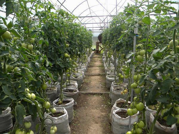 Medium-sized tomatoes can be grown in a greenhouse of any size