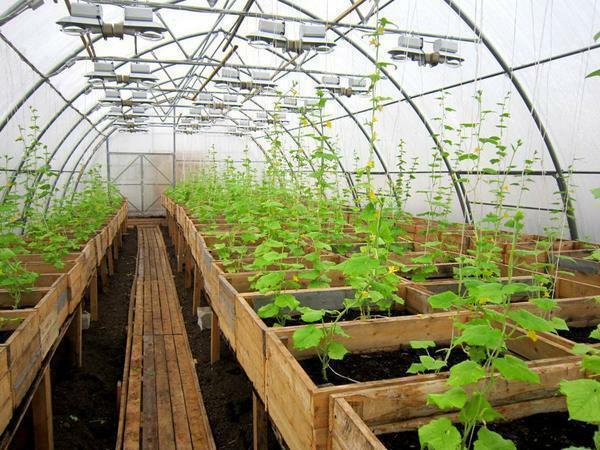 De teelt van komkommers in de kas als een bedrijf: te koop hoe om de winstgevendheid te laten groeien en zijn van plan het inkomen het hele jaar door