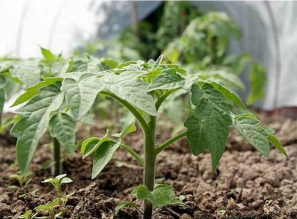 Ako sa starať o paradajok v skleníku: starostlivosť po výsadbe paradajok, ako zemiaková v skleníku, je potrebné