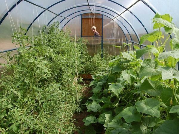 Planting together greenhouse cucumbers: what to plant in one and how to grow aubergines, compatibility