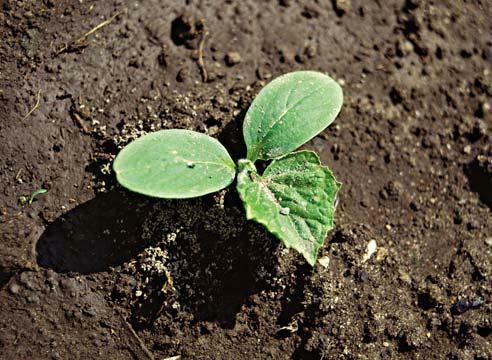 Se siete nuovi a crescere i cetrioli in serra, allora è meglio prima conoscere a fondo tutte le sfumature di questo processo