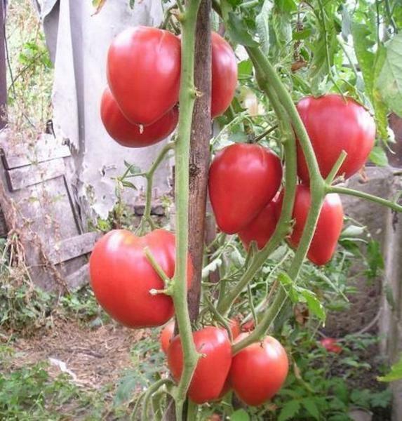 miere Tomate roz rezistente la boli