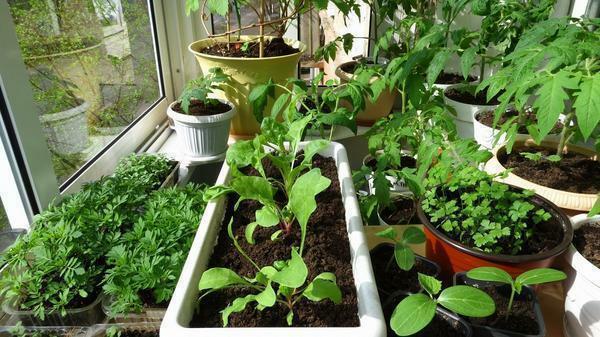 Solbadede avlinger bør plasseres nærmere vinduet