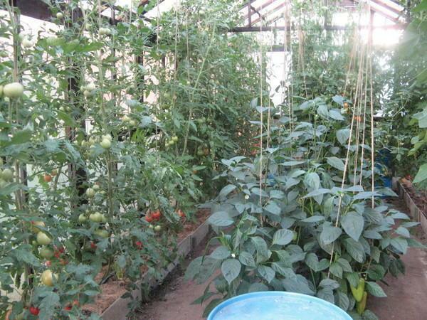 Peberfrugter med tomater i drivhuset får sammen ganske godt