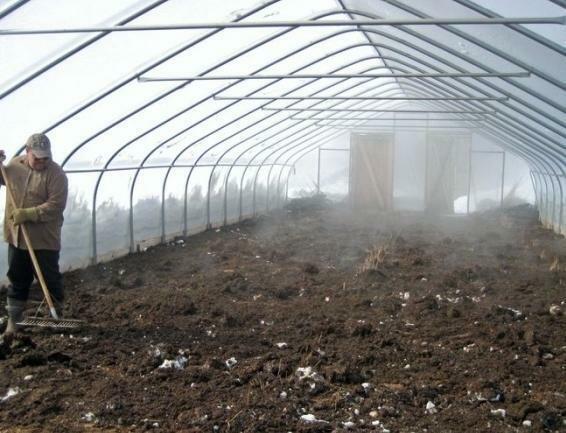 Decontaminate the soil in the greenhouse by chemical or thermal means