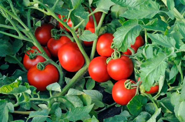 Manieren om te gaan met een heleboel mesten tomaat