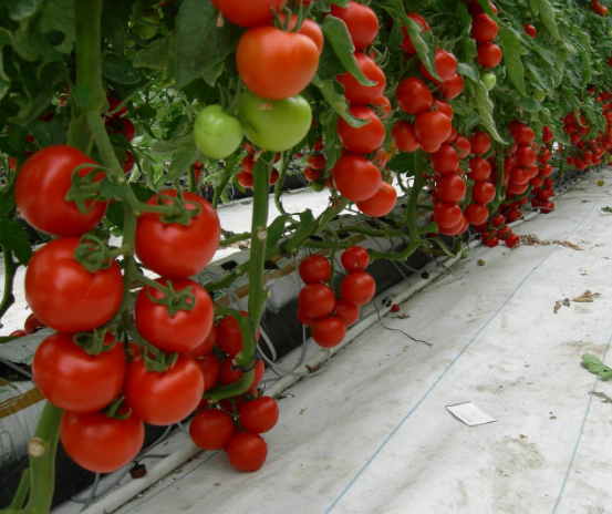 Welke rassen van tomaat zeer vruchtbaar voor kassen, niet iedereen weet