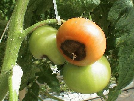 Se i pomodori di serra diventano neri, può essere causa di varie malattie o cura impropria
