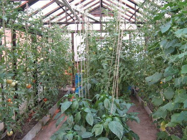 It turns out that if tomatoes and cucumbers grow together in a greenhouse, then when creating suitable conditions for one plant species another