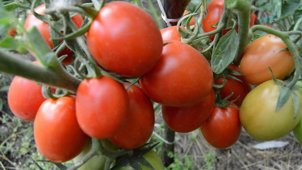 Tomat dalam rumah kaca untuk Siberia varietas terbaik dari tomat peternakan Siberia, produktivitas carpal seri, biji dan ulasan