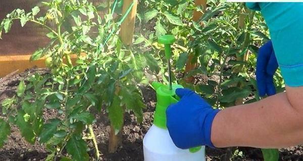 Foliar top dressing of tomatoes is recommended to be carried out from the moment of formation of the first ovary