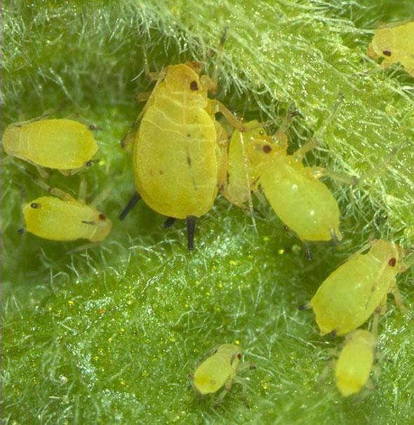 The fight against aphids is a complex matter, requiring an integrated approach
