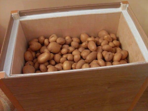 Bahwa kentang tidak kehilangan kualitas selera mereka, harus disimpan dengan benar