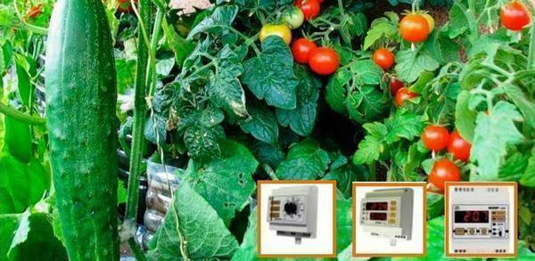 Moderna automationsenheter växthus och växthus tillåter autonoma system för att driva bevattning, värme och ventilation